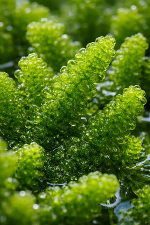 Chlorella - 400mg