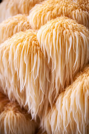 Lion's Mane - 300mg