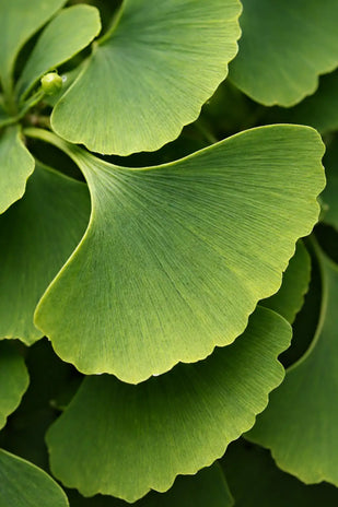 Ginkgo Biloba - 120mg