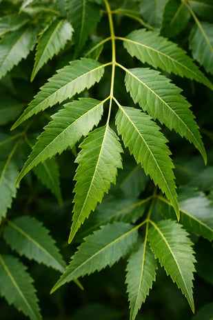 Feuilles de Neem - 50mg